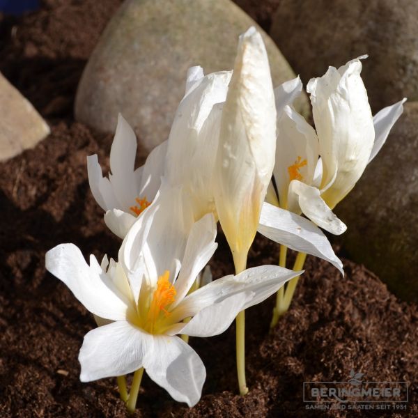 Crocus Botanische speciosus Albus 1