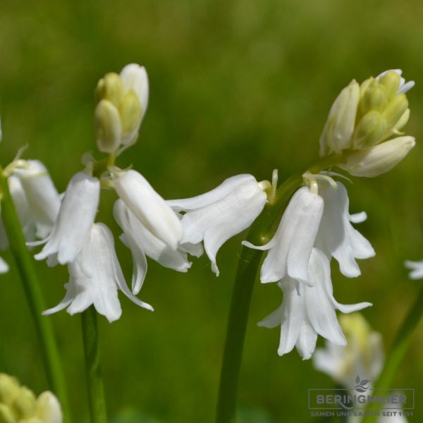 Hyacinthoides hispanica White City