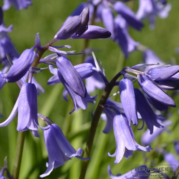 Hyacinthoides non-scripta Hasenglöckchen 2