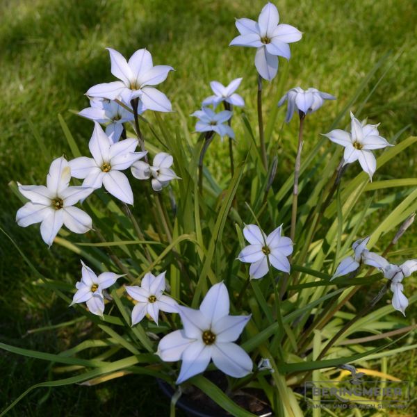 Ipheion uniflorum Wisley Blue - Frühlingslichtstern