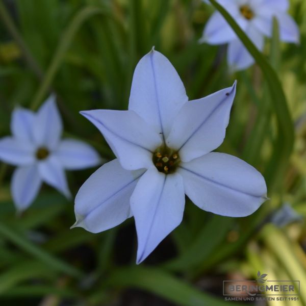 Ipheion uniflorum Wisley Blue - Frühlingslichtstern