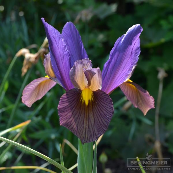 Iris hollandica Eye of the Tiger