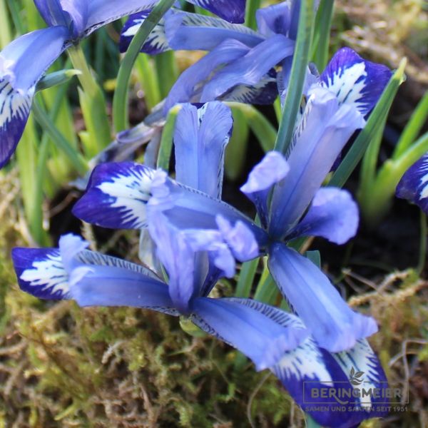 Iris reticulata Clairette 1