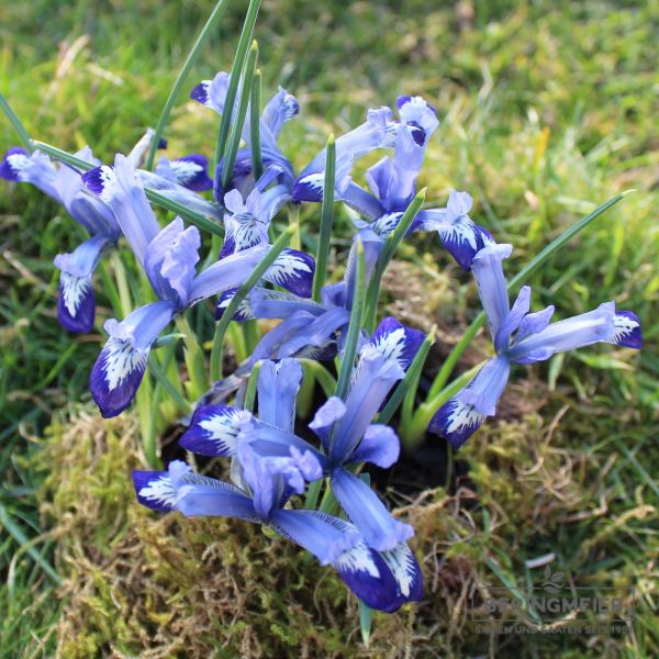 Iris reticulata Clairette 2