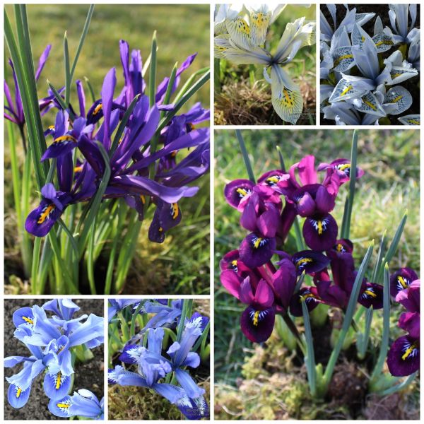 Iris reticulata Mischung