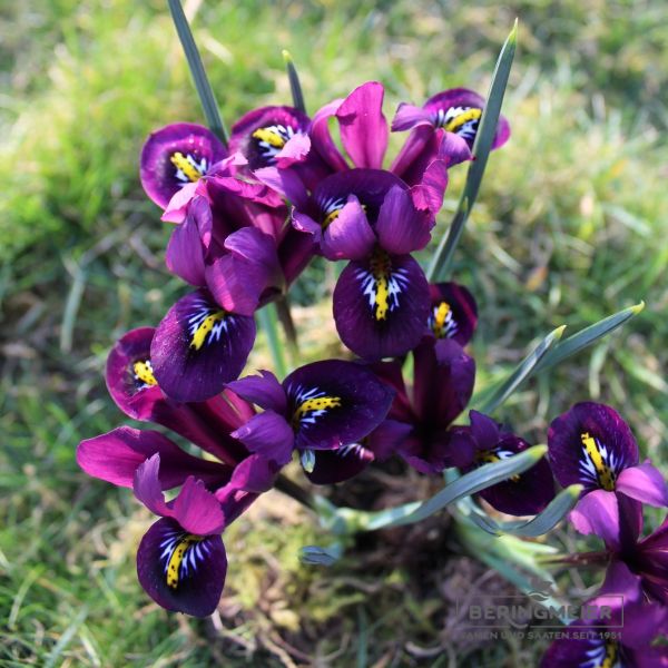 Iris reticulata Purple Hill 2