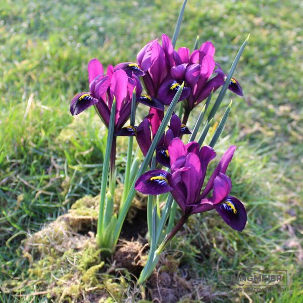 Iris reticulata Purple Hill 4