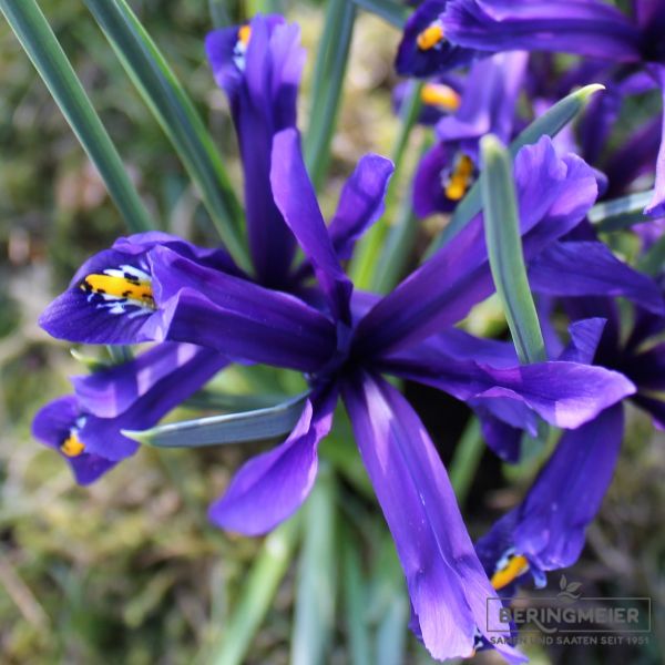 Iris reticulata 1