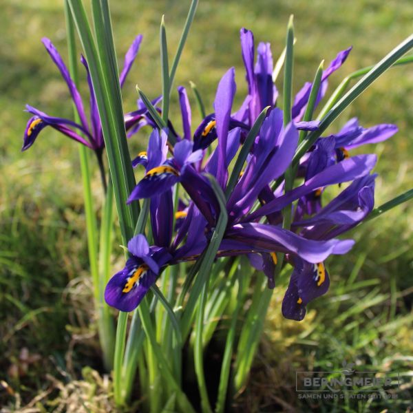 Iris reticulata 2