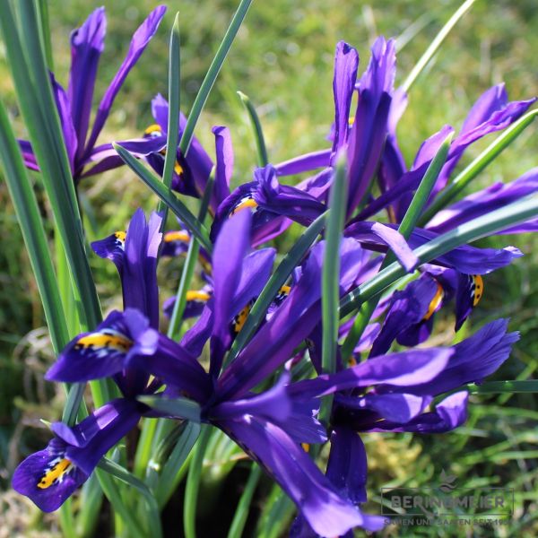 Iris reticulata 4