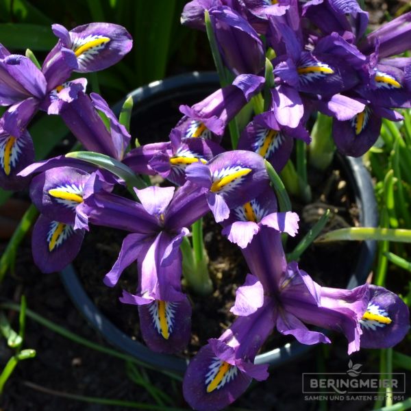 Iris reticulata Scent Sational