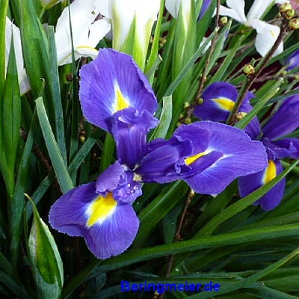 Iris hollandica Telstar