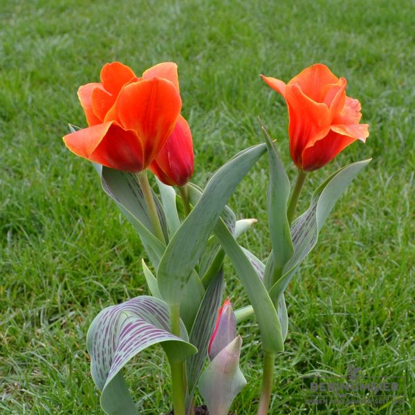 Kaufmanniana Tulpen Early Harvest