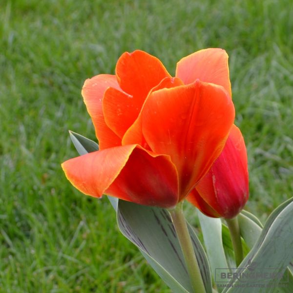 Kaufmanniana Tulpen Early Harvest