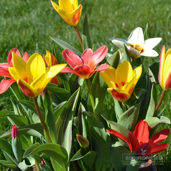 Kaufmanniana Tulpen Regenbogen-Prachtmischung