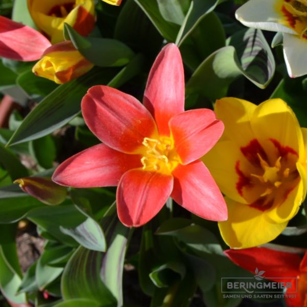 Kaufmanniana Tulpen Scarlet Baby 1