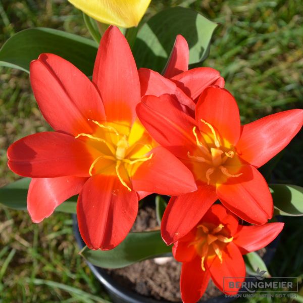 Kaufmanniana Tulpen Scarlet Baby 3