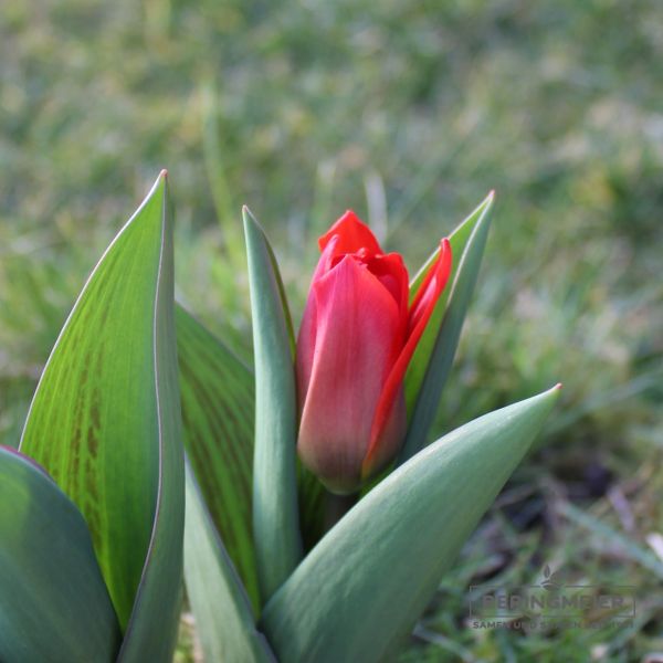 Kaufmanniana Tulpen Showwinner 1