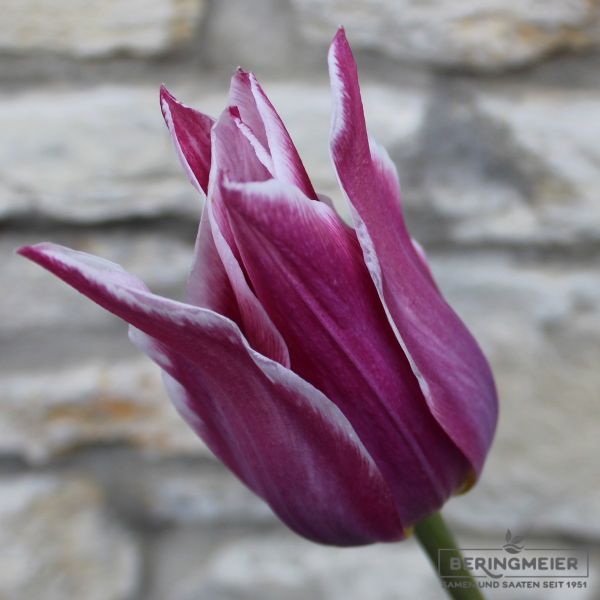 Lilienblütige Tulpe Claudia 1