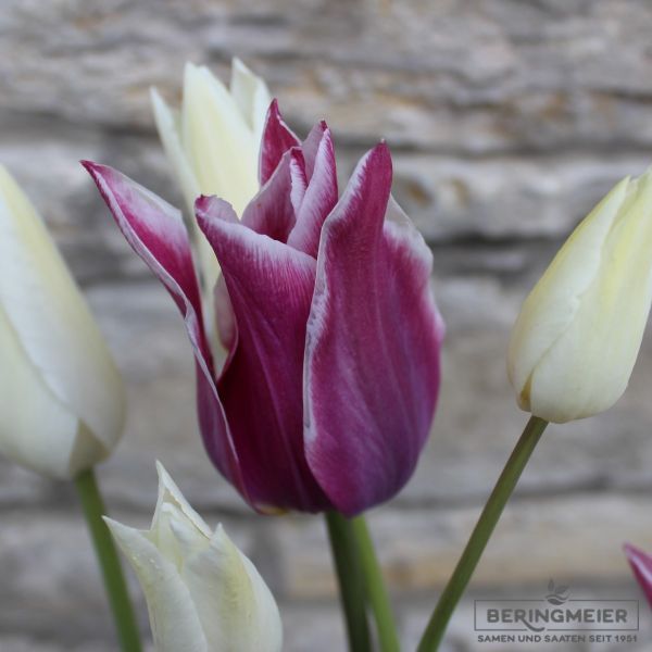 Lilienblütige Tulpe Claudia 2