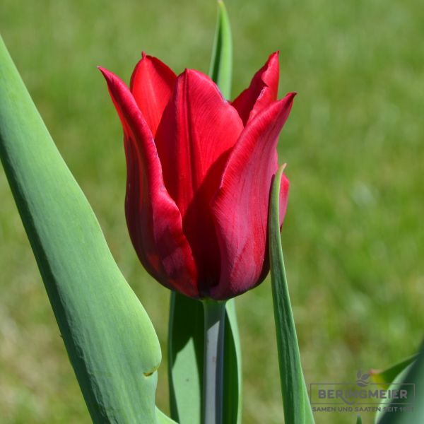 Lilienblütige Tulpen Lasting Love 2