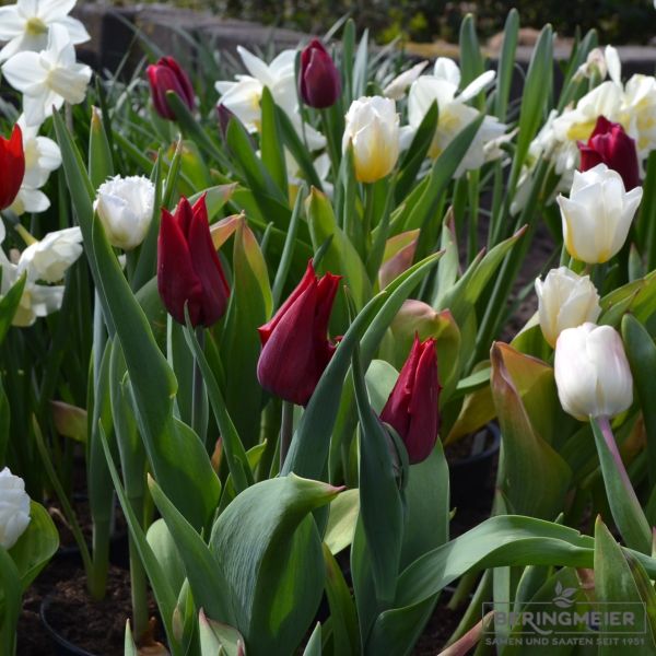 Lilienblütige Tulpen Lasting Love 6