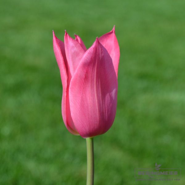 Lilienblütige Tulpe Mariette 1