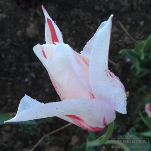 Lilienblütige Tulpen Marilyn 4
