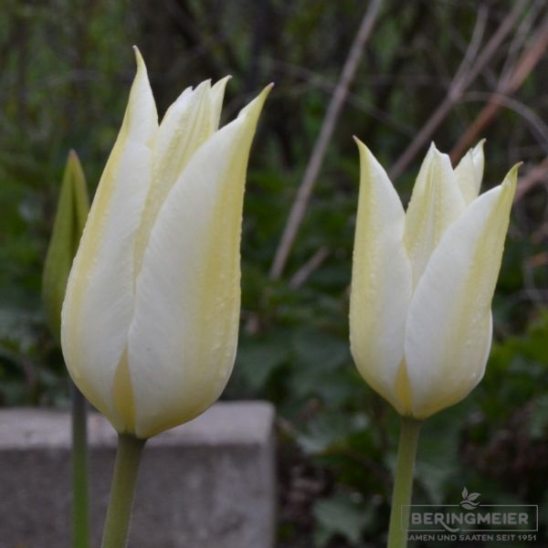 Lilienblütige Tulpe Sapporo 1