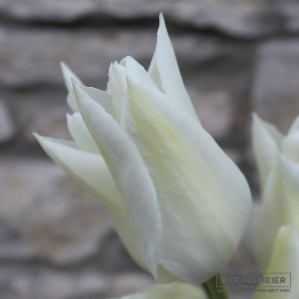 Lilienblütige Tulpe White Triumphator 1