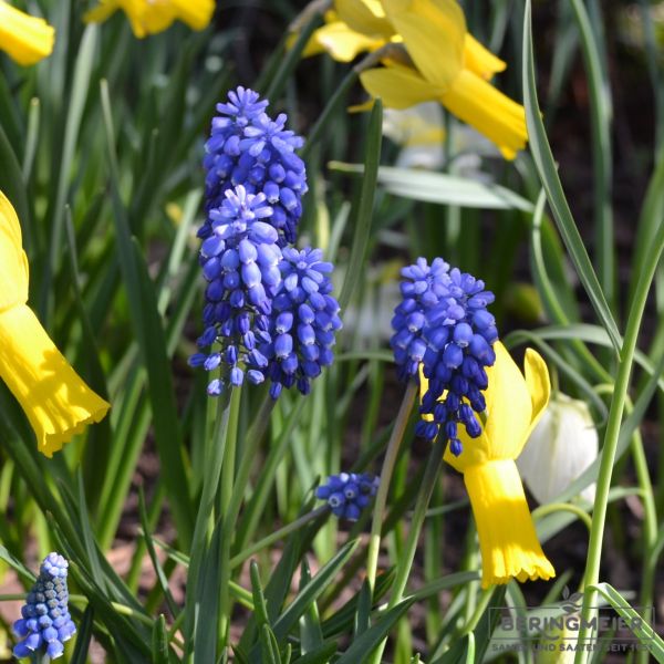 Muscari Traubenhyazinthe aucheri Blue Magic