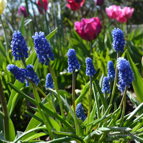 Muscari Traubenhyazinthe aucheri Dark Eyes