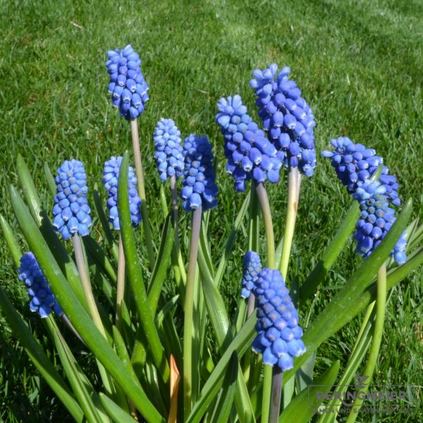 Muscari Traubenhyazinthe aucheri Dark Eyes