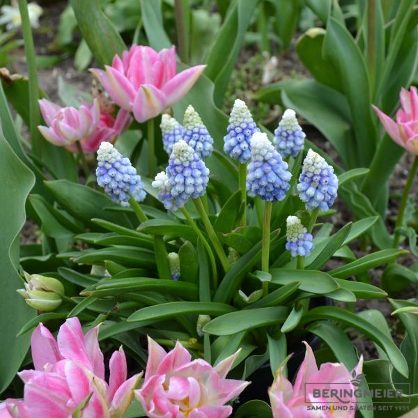 Muscari Traubenhyazinthe Mountain Ladyn