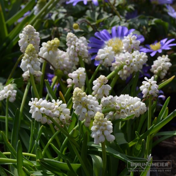 Muscari Traubenhyazinthe aucheri White Magic 3