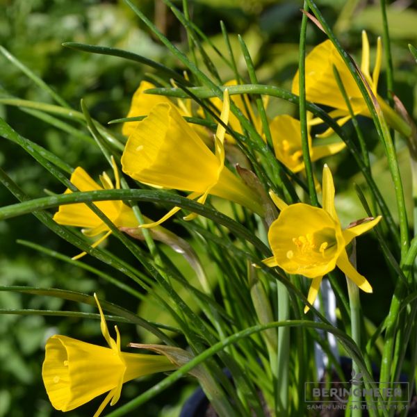 Narcissus bulbocodium conspicuus 2