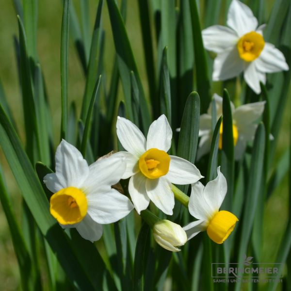 Narcissus canaliculatus 4