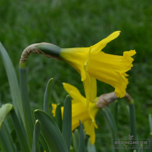 Narcissus obvallaris 3