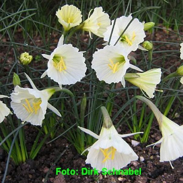 Narcissus cantabricus Nylon