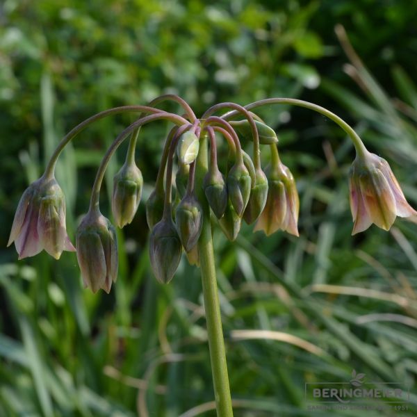 Nectaroscordum siculum ssp bulgaricum 1