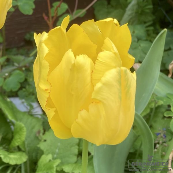 Papagei Tulpe Texas Gold 1