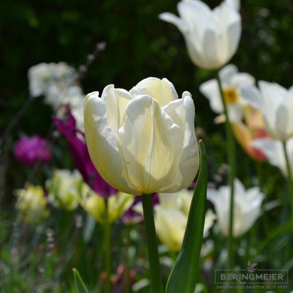 Papagei Tulpe White Parrot 2