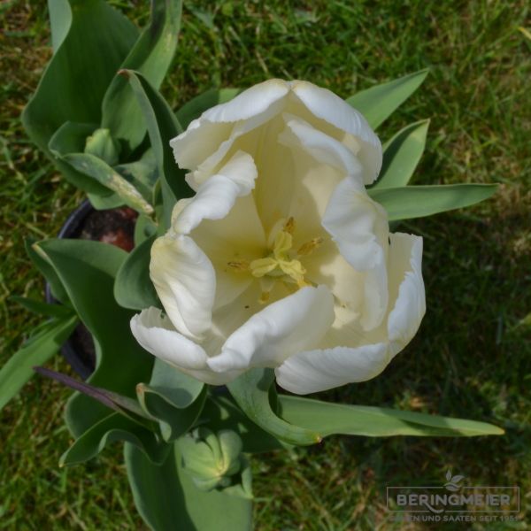 Papagei Tulpe White Parrot 3