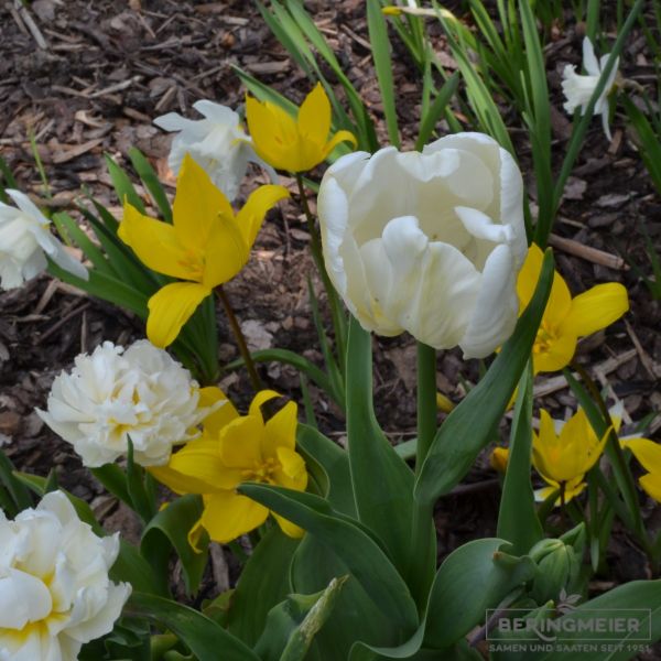 Papagei Tulpe White Parrot 4