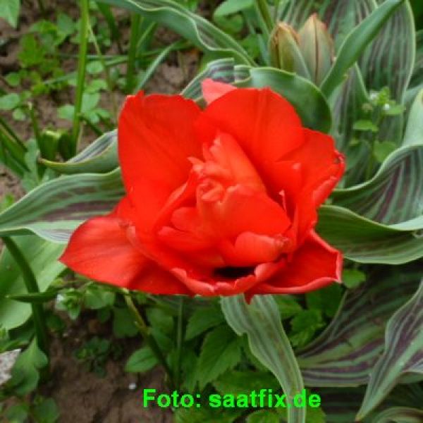 Greigii Tulpen Double Red Riding Hood