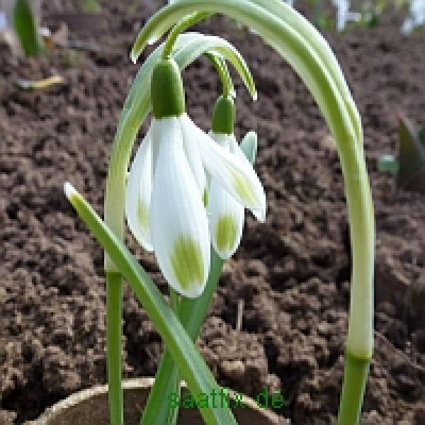 Galanthus nivalis Viridi-apice Schneeglöckchen