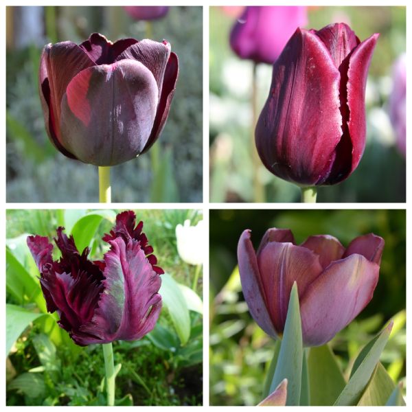 Braunpurpur fast schwarz Tulpen Frühlingsgruß mit schwarzen Tulpen