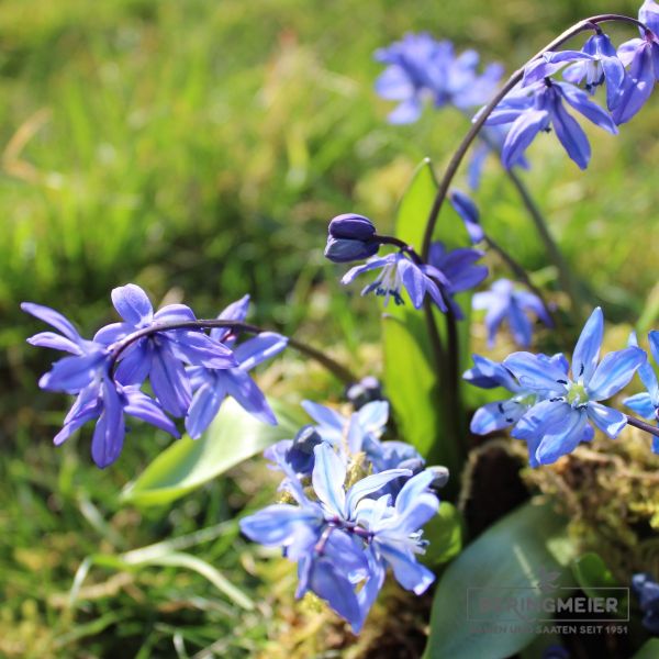 Scilla sibirica 1