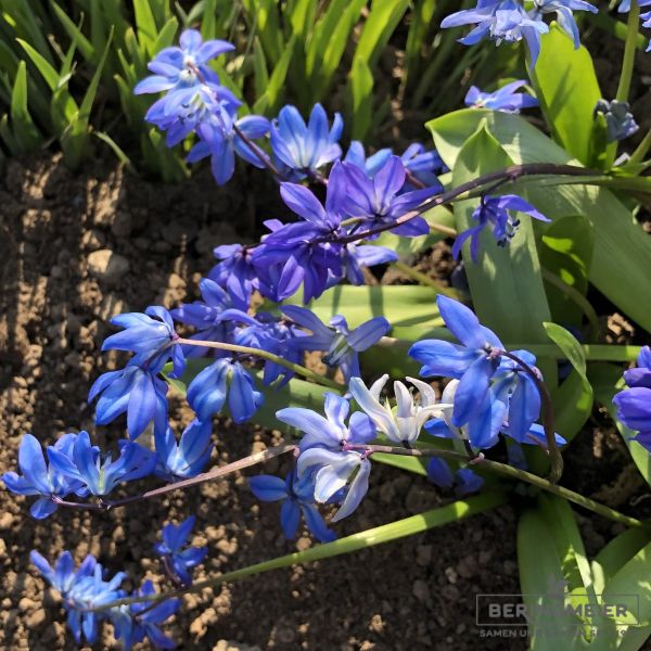 Scilla sibirica 2