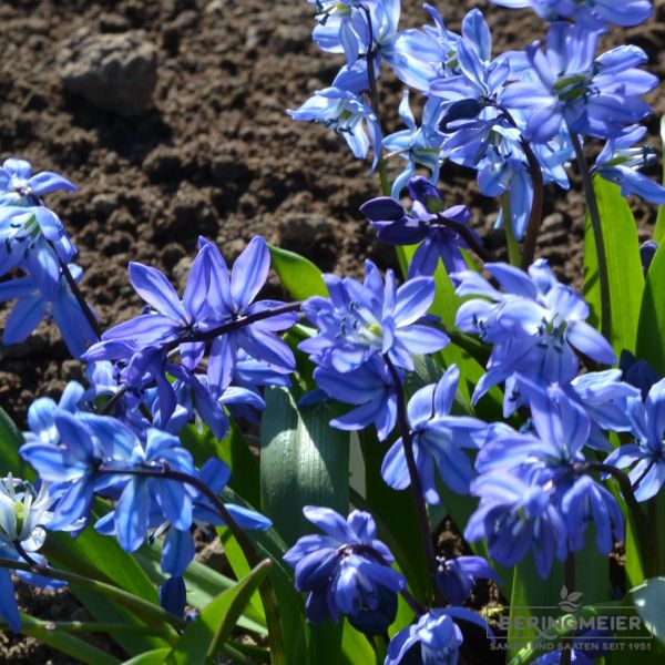 Scilla sibirica 4